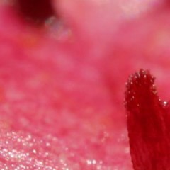 HPV